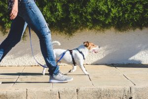 A dog wearing a leash on a walk with their owner